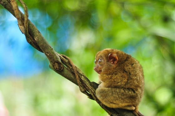Philippine Tarsier in Bohol