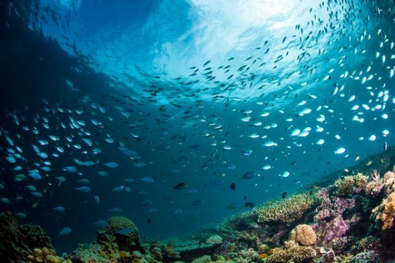 Underwater Adventure in Bohol