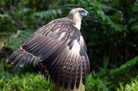 Philippine Eagle Center