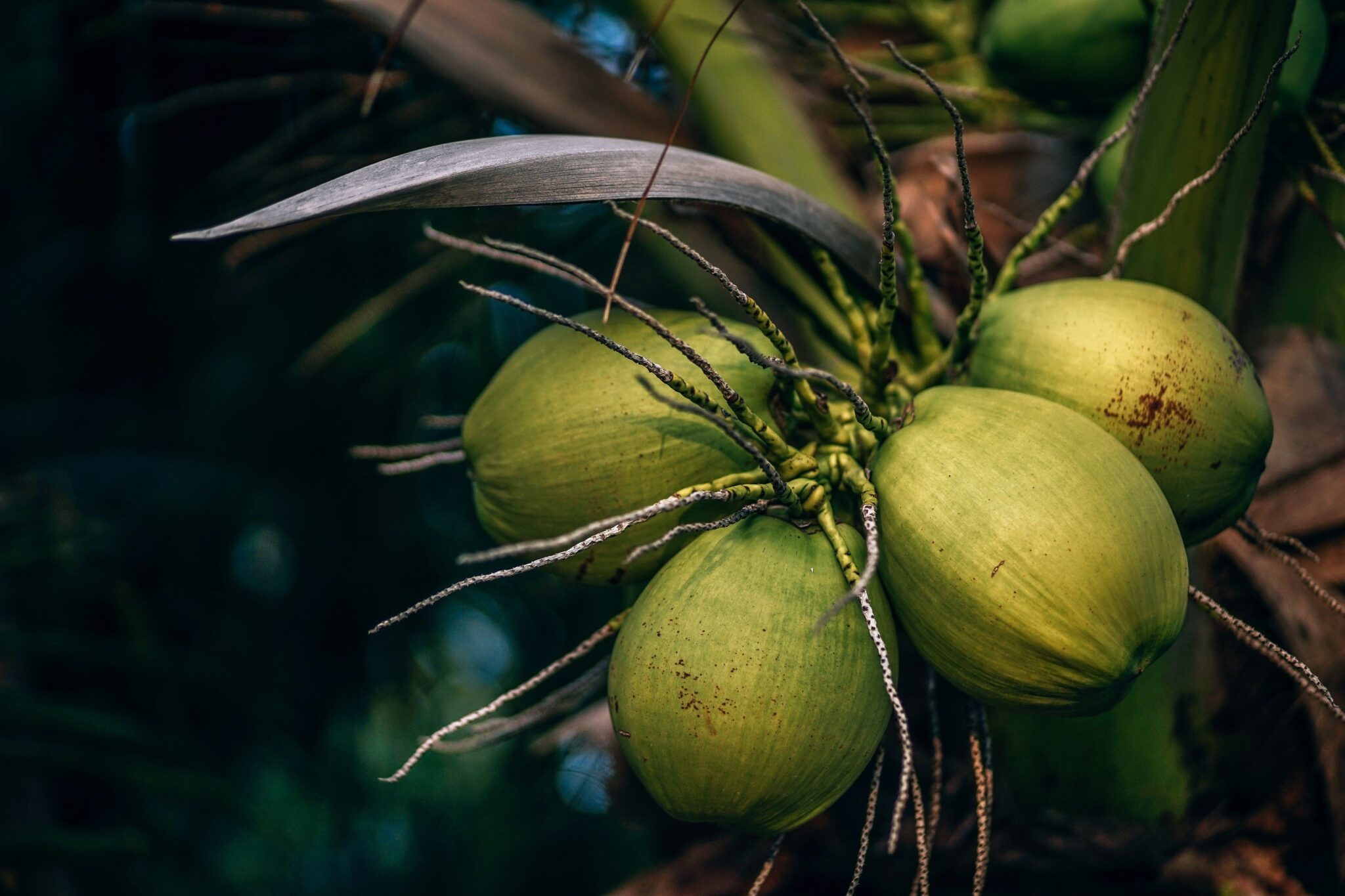 PH Exports Recovering via Surge in Coconut Oil Sales